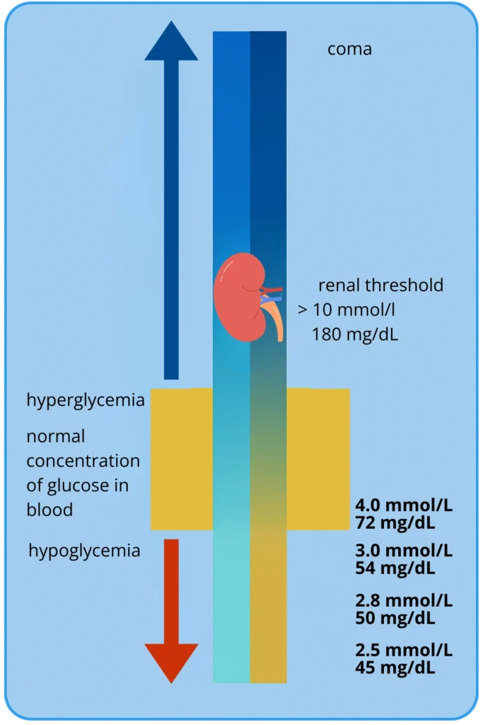 Blood glucose levels chart showing hypoglycemia, normal range, and hyperglycemia with renal threshold and risk of coma.