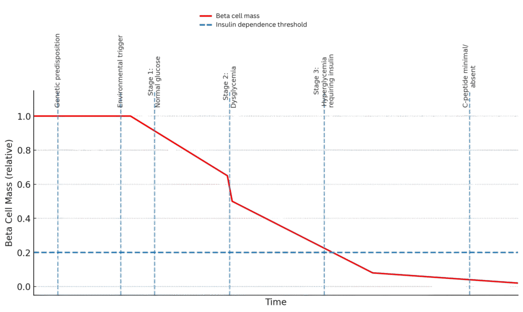 Diagram showing decline in beta cell mass over time with insulin dependence threshold and stages of type 1 diabetes.